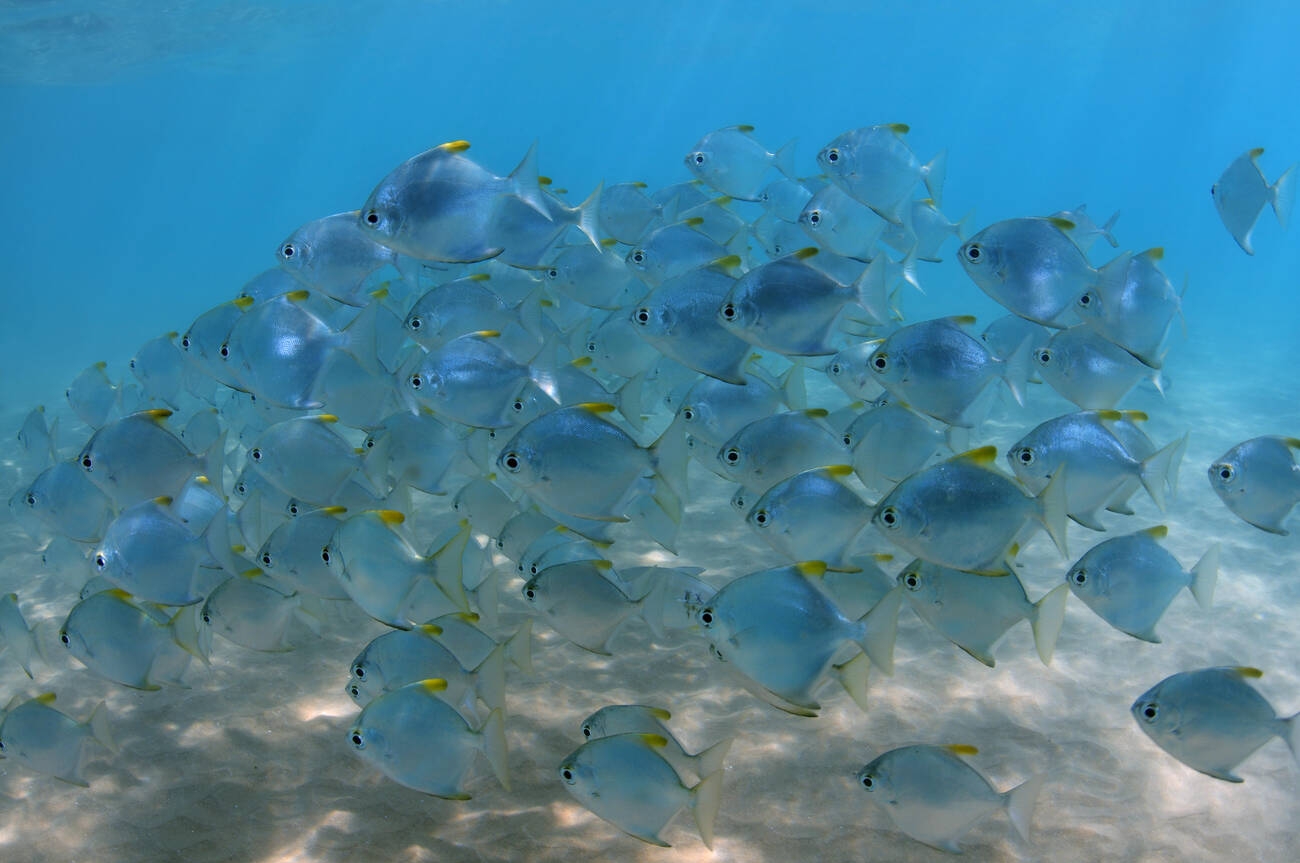 South Coast Escape 9